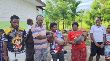 Ucapan terimakasih kepala suku Dani atas bantuan usaha ternak babi dari presiden Prabowo